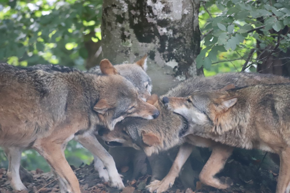Young researchers, come forward! There are 11 time slots for short presentations at the Erice Workshop! 
See more on centromajorana.it/playevol2023/p…
<a href="/AnimalOpps/">Animal behavior opps animalopps.bsky.social</a> <a href="/animalconferen1/">Animal Conferences & Science</a> <a href="/EthologyScience/">Animal Behaviour</a>
Photo: <a href="/VeronicaMaglie2/">Veronica Maglieri</a>