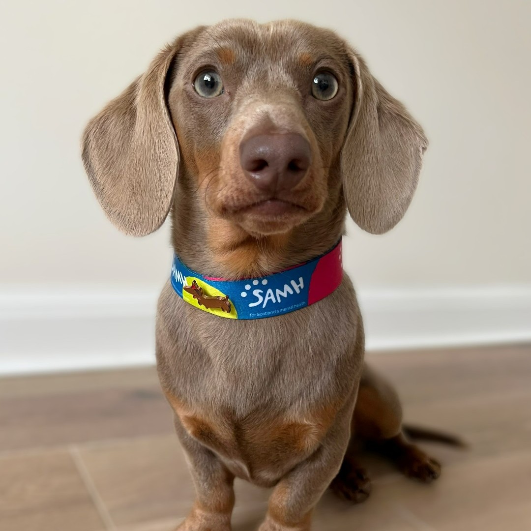 SAMHtweets's tweet photo. Did you know January is #WalkYourDogMonth? 🐶

Meet our in-house influencer Otto, who’s turning 1 this month! Walking your dog is a great way to reduce stress and release feel-good endorphins.

Have your fluffy companions helped you? Send us pics! 🐾 https://t.co/61XqsQxglu