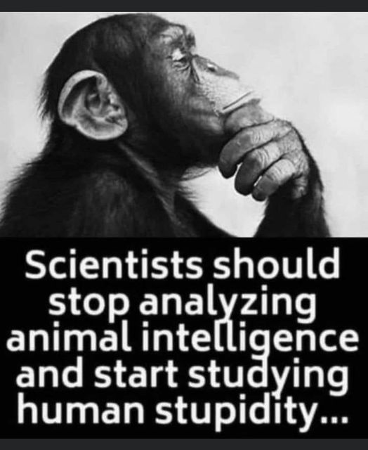 Indigenous tweet media