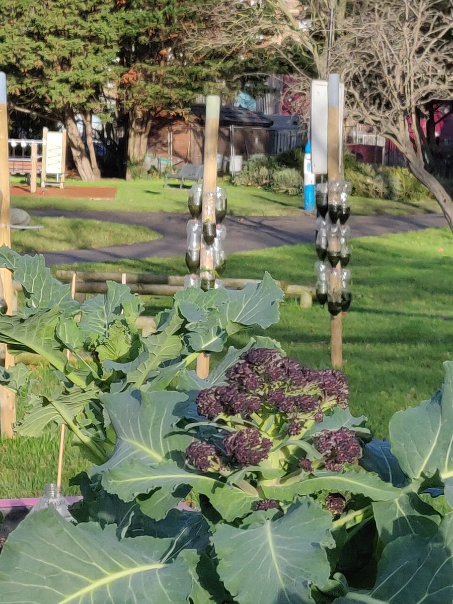 Kilburn Community Garden - Anyone Can Grow tweet media