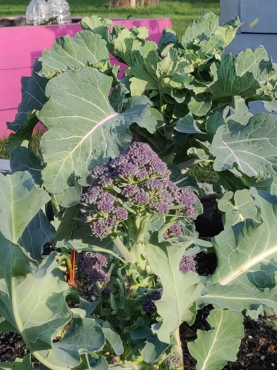 Kilburn Community Garden - Anyone Can Grow tweet media