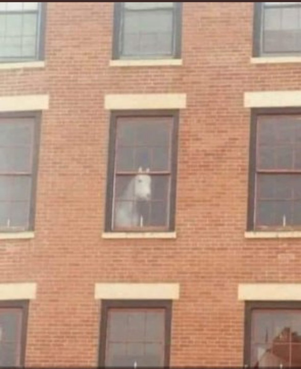 Aquí estoy esperando la pizza, a ver si arreglan el "potrero eléctrico" de una santa vez
#CABALLO #FelizMiercoles
