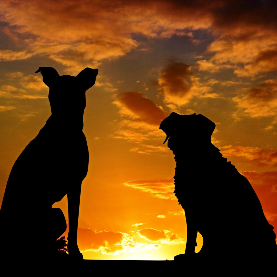 swancook2's tweet photo. "Such short little lives our pets have to spend with us, and they spend most of it waiting for us to come home each day."
#pets #dogs #animals #puppiesofinstagram #petlovers 

Pet store... https://t.co/hEgVSBFRVl https://t.co/W03r2p68V2