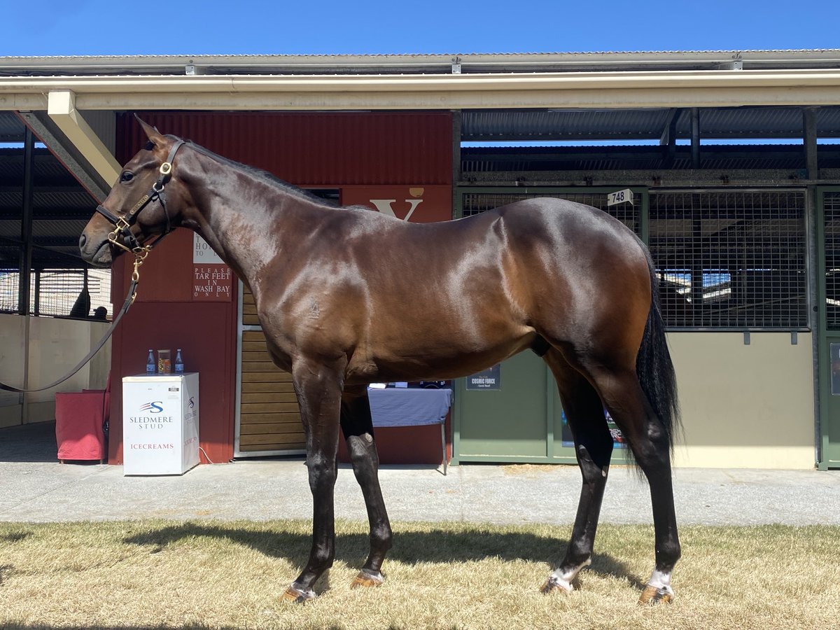 Sam Williams (@littleavondale) on Twitter photo Lot 334 Per incanto - Savanna sells to Lindsay Park Racing. Congratulations Team <a href="/mmsnippets/">Magic Millions</a> <a href="/lindsayparkrace/">Lindsay Park Racing</a> Lot 334 Per incanto - Savanna sells to Lindsay Park Racing. Congratulations Team <a href="/mmsnippets/">Magic Millions</a> <a href="/lindsayparkrace/">Lindsay Park Racing</a>