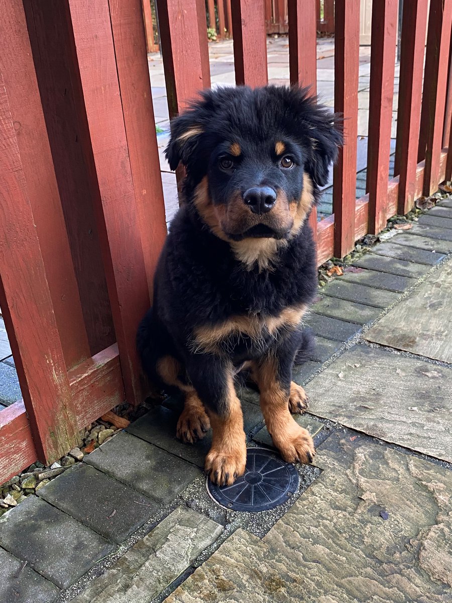 bigdebster's tweet photo. Teddy 😍 https://t.co/jqjZm6qLw9