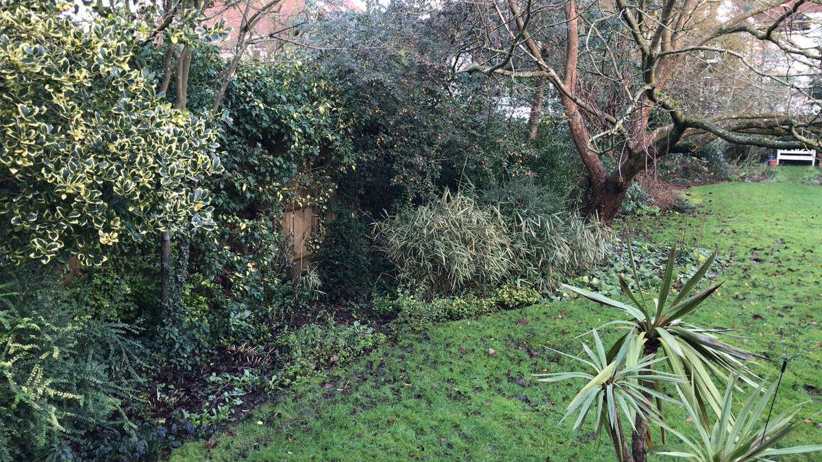 Rectory_Garden's tweet photo. Rectory Garden coming back to life this morning in welcome sunlight . The last border to plant up 20yrs ago but as victim of fence replacements etc these wonderful evergreens have proved wonderfully resilient #holly #cotoneaster #euonymous #lonicera https://t.co/F37Q4wdsAo