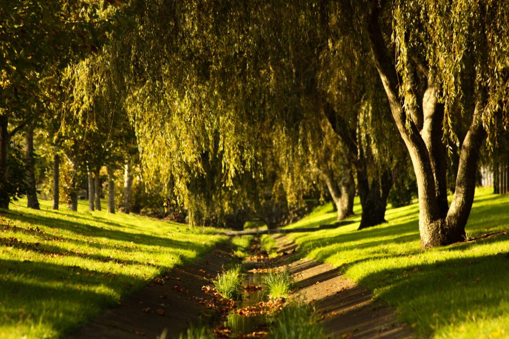 Council fined £280,000 after death of six-year-old girl hit by falling tree - stallardkaneassociates.com/council-fined-…