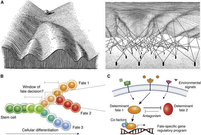 'Single-cell multi-omics and lineage tracing to dissect cell fate decision-making'
cell.com/stem-cell-repo…