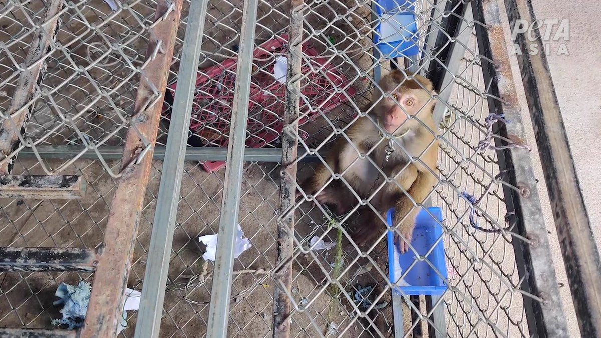 annamoor1995's tweet image. #Thailand #coconutmilk  #Chaokoh brand &amp;amp; other brands R complicit N the monkeys’ suffering. .@SET_Thailand_EN there is NO Protection by the #GOVT here 2 end this shocking #cruelty 2 monkeys #economic gains propped up with #horror &amp;amp; #cruelty!