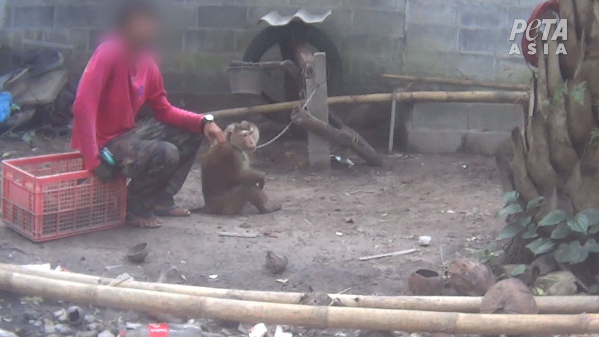 annamoor1995's tweet image. #Thailand #coconutmilk  #Chaokoh brand &amp;amp; other brands R complicit N the monkeys’ suffering. .@SET_Thailand_EN there is NO Protection by the #GOVT here 2 end this shocking #cruelty 2 monkeys #economic gains propped up with #horror &amp;amp; #cruelty!