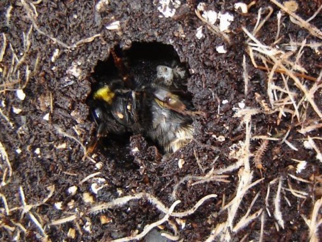 LGSpace's tweet image. Over the colder months, if you discover a hibernating bumblebee queen when digging in your garden or allotment, try to avoid disturbing her. Loosely re-cover her so she can hit the snooze button until spring. More advice from @BumblebeeTrust: ow.ly/GhPu30hGU2z
#gardening 🐝