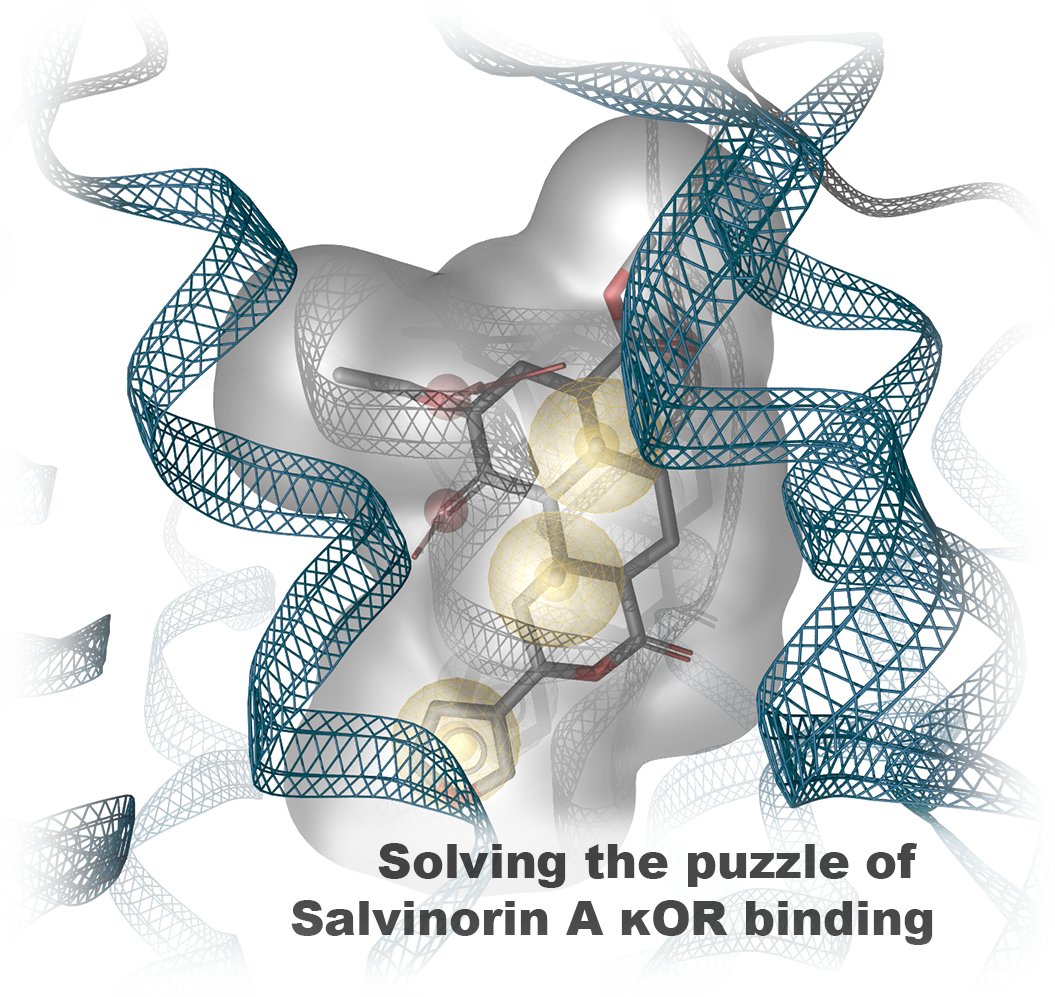 Check out the solution of the riddle: mdpi.com/1420-3049/28/2… The study evaluates massive experimental data and conflicting hypotheses to shed light on the often addressed but unknown binding mode of Salvinorin A at the kappa opioid receptor  #ERNEST #GPCR #drugdesign <a href="/WolberLab/">WolberLab</a>