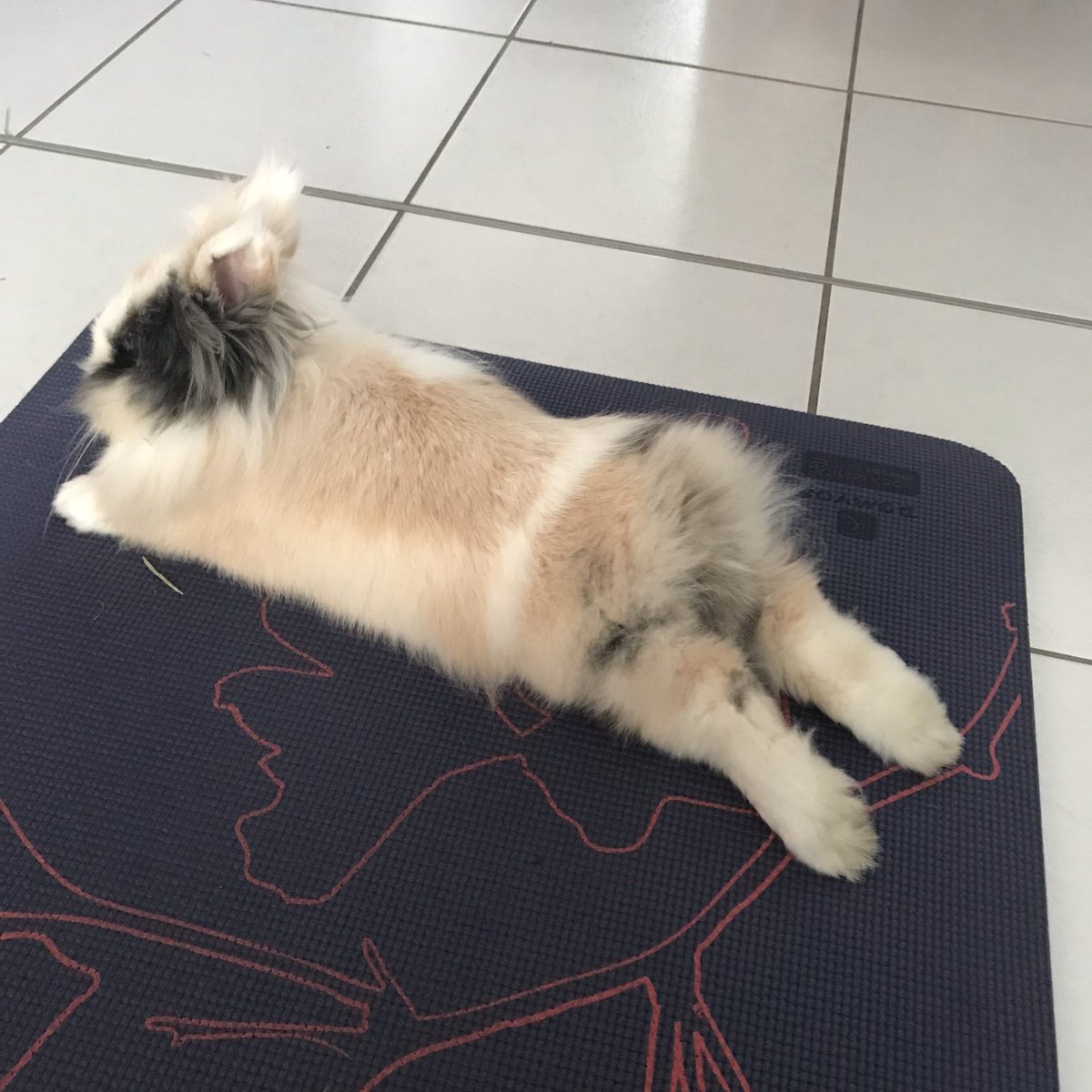Lili_loves_Kali's tweet photo. ไปๆใใใใใงใใคใใใซใชใใ๐ฐ๐๐
#fluffyrabbit #cuteanimals #bunnylove #ใใใใฎใซใชใใ #ใใใใใๅฅฝใใจ็นใใใใ #ใใใใจๆฎใใ https://t.co/QYWE3kJSAc