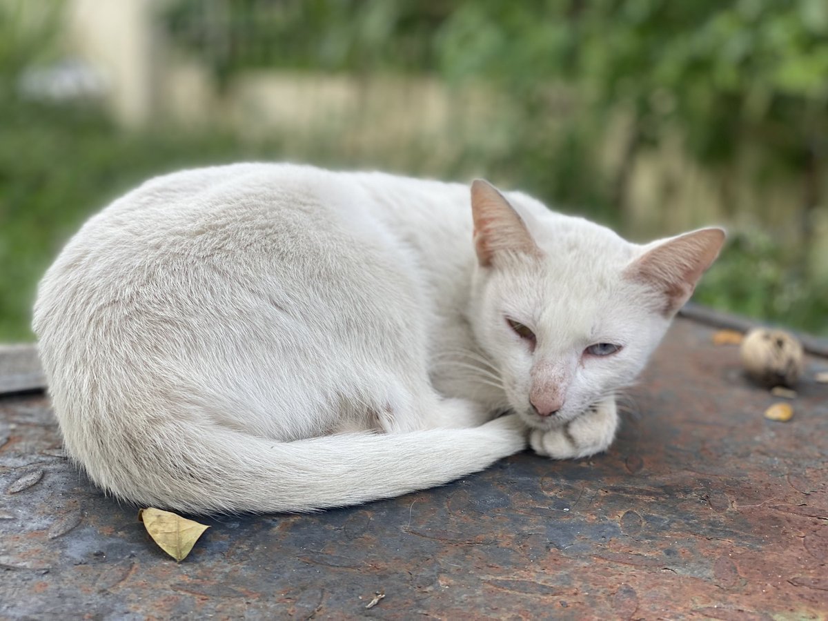 Denzeloid on Twitter "we love the clc homophobic cat"