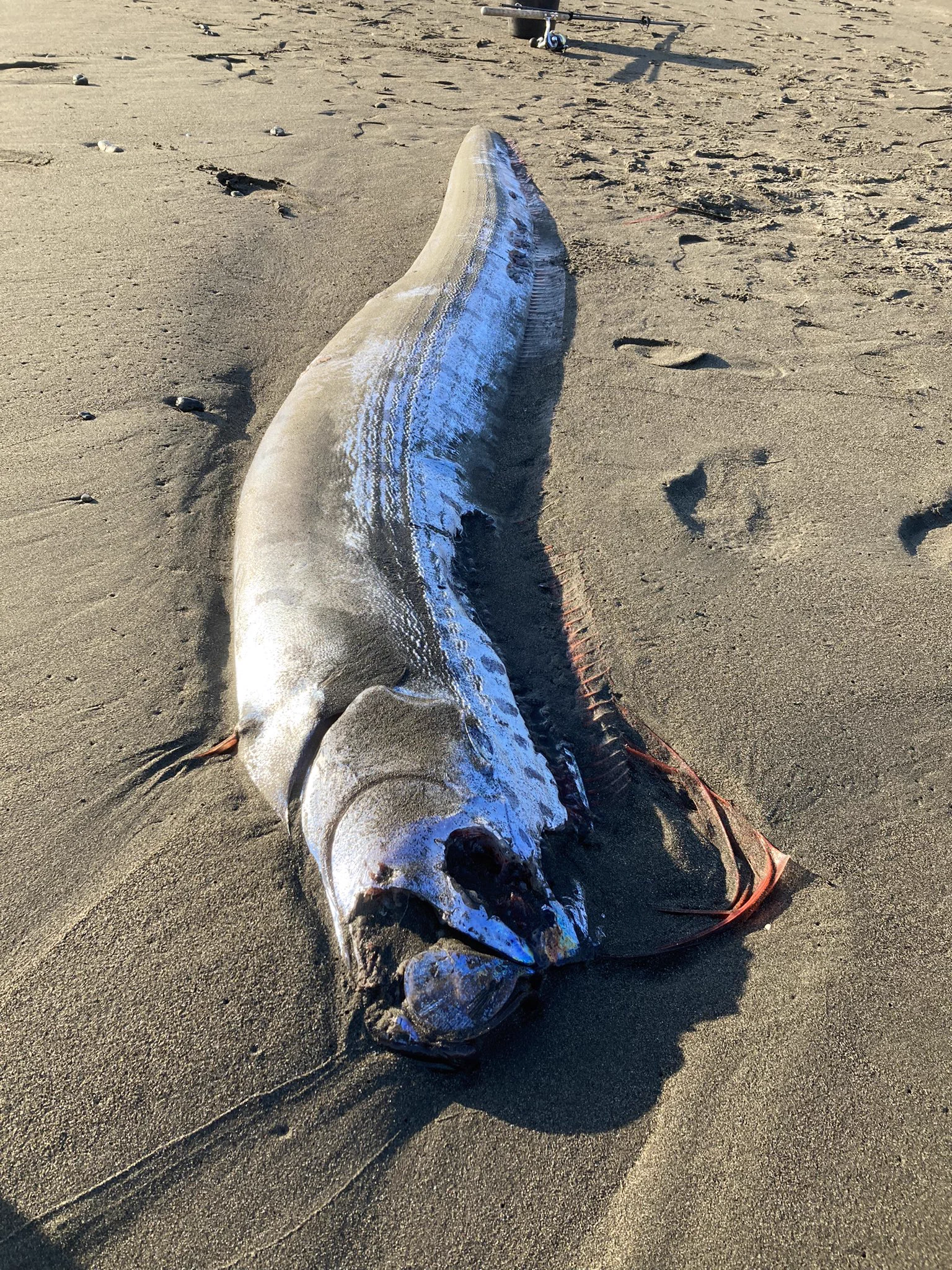 湘南の海岸がキラリと光る！リュウグウノツカイが見つかる。