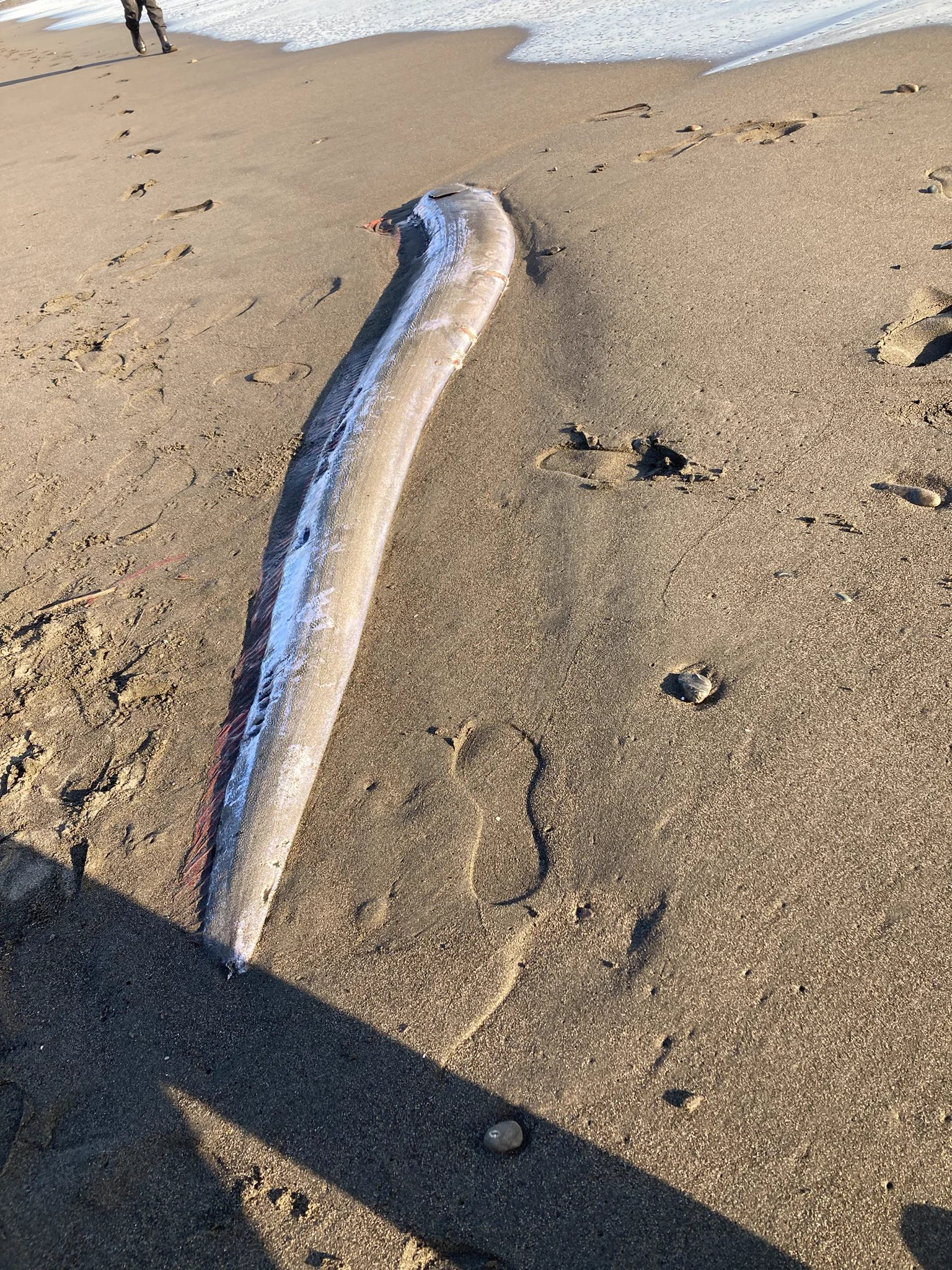 湘南の海岸がキラリと光る！リュウグウノツカイが見つかる。