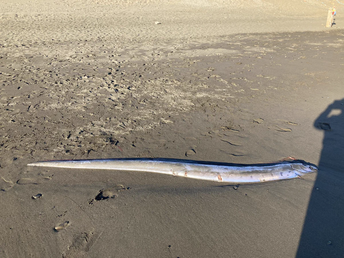 湘南の海岸がキラリと光る！リュウグウノツカイが見つかる。