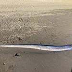 湘南の海岸がキラリと光る!リュウグウノツカイが見つかる。