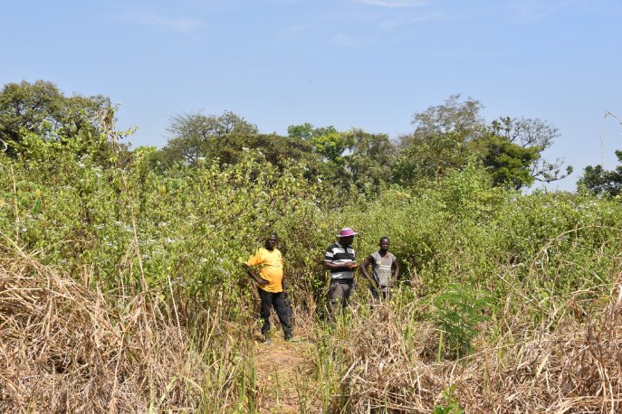 PapeurCar's tweet photo. Les membres des coopératives de Amou et l'équipe PAPEUR en mission dans l'Ombela M'poko, analyse les conditions d’accès des engins lourds et tracteurs sur les sites d’exploitation pour la saison agricole de l'année 2023. https://t.co/gCbMJYxs9N