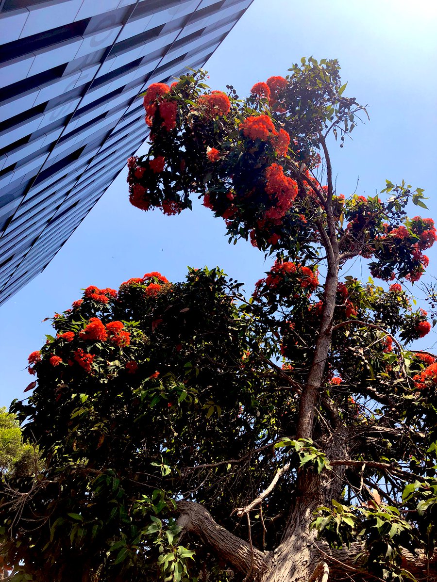 waspwench's tweet photo. A beautiful native bee ma’am taking a pause in some of the last #hibbertia flowering on campus &amp; the ever gorgeous #corymbia ficifolia showing off by our superlabs @EdithCowanUni 

Lunch breaking in style!

#nativebee #ozpollinators #buzzpollination #bee #eucalypt #science #ECU https://t.co/a3aXUPMFTd