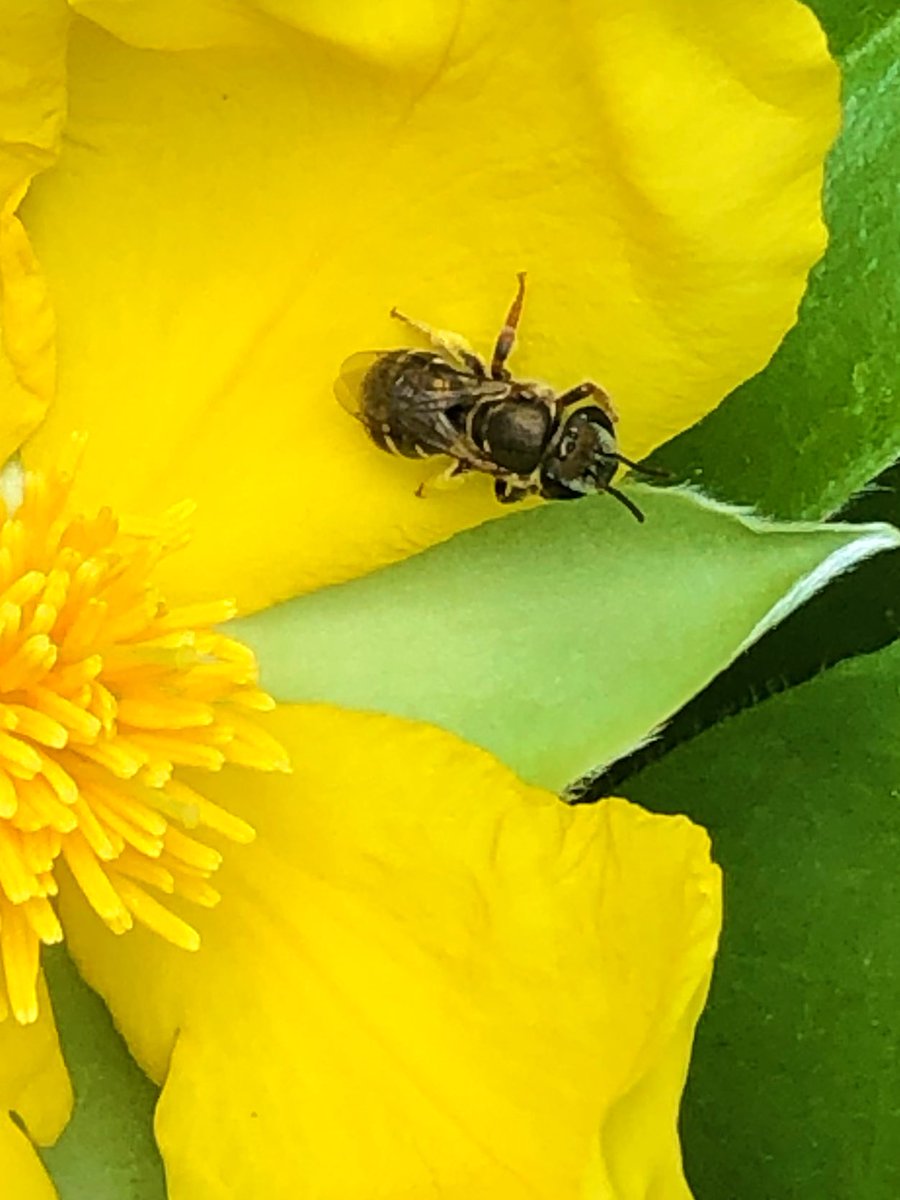 waspwench's tweet photo. A beautiful native bee ma’am taking a pause in some of the last #hibbertia flowering on campus &amp; the ever gorgeous #corymbia ficifolia showing off by our superlabs @EdithCowanUni 

Lunch breaking in style!

#nativebee #ozpollinators #buzzpollination #bee #eucalypt #science #ECU https://t.co/a3aXUPMFTd