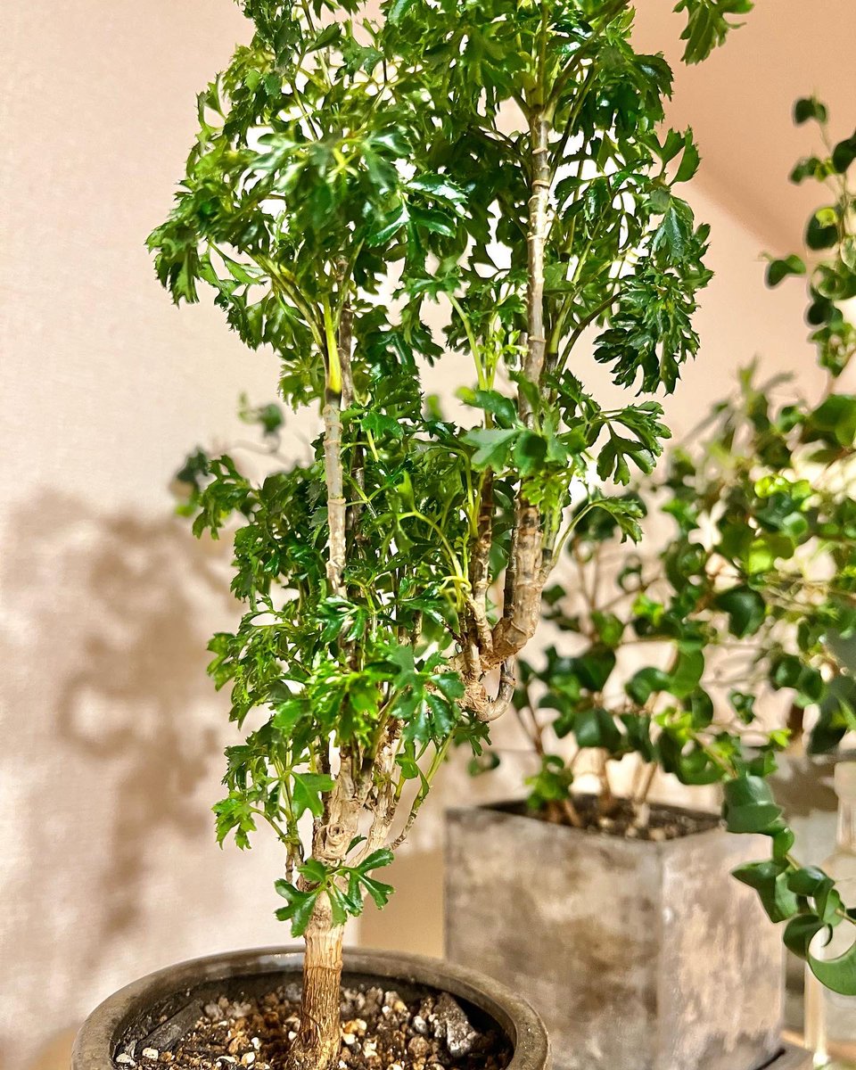 tunneltaro's tweet photo. ポリシャス、新芽はとても小さいので、探すのに必死です。

#観葉植物 #ポリシャス #ポリキアス #polyscias #タイワンモミジ #台湾モミジ #foliageplant #houseplants #greenplants #indoorplants #観葉植物のある暮らし #グリーンのある暮らし #緑のある暮らし

https://t.co/Yyf4cSHn7b https://t.co/YAEzgVRwfG