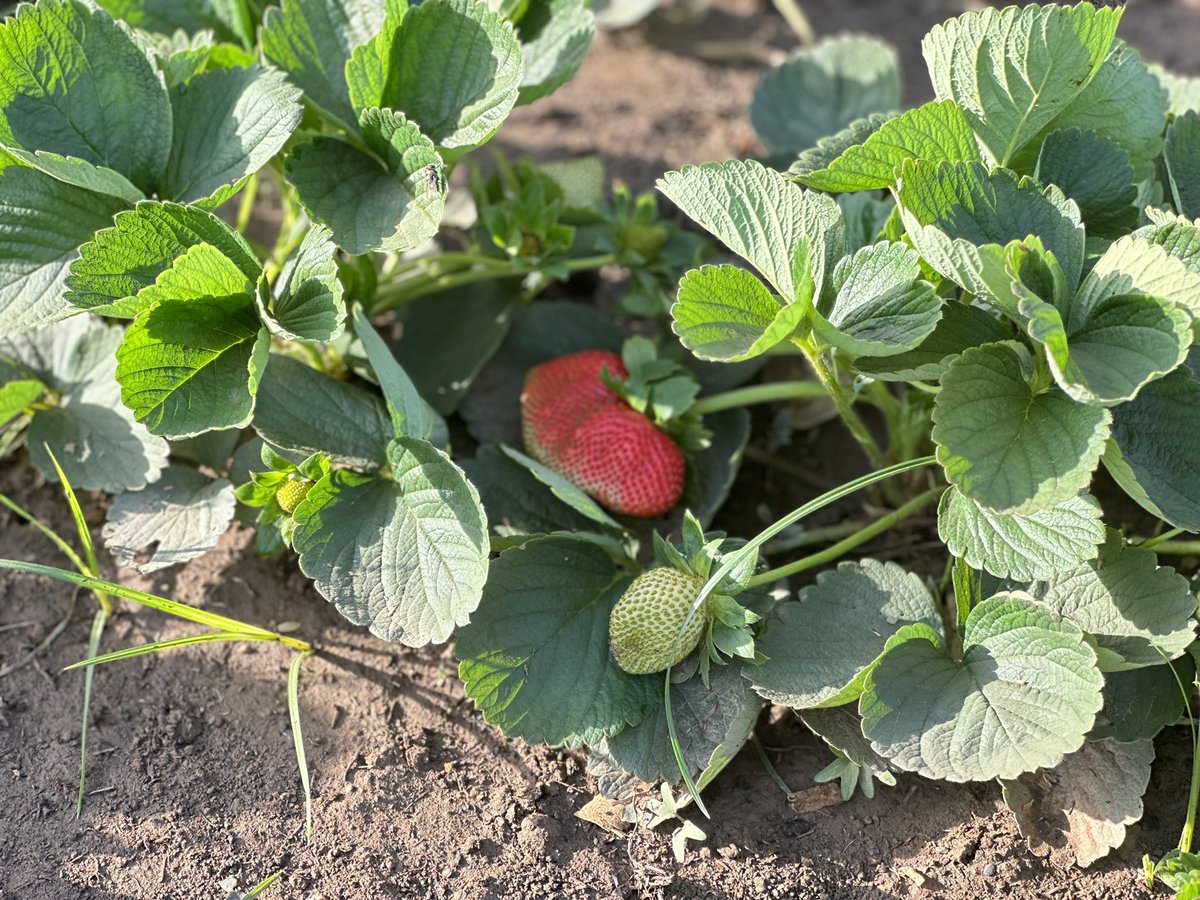 MdiOuedraogo's tweet photo. Des fraises à #Ouagadougou , produire au barrage de Boulmiougou, sortie Ouest de la capitale. On y rencontre des cultivateurs qui ne cessent de braver les difficultés pour gagner leur vie mais aussi pour se rendre utile. J’y étais ce matin pour faire des images pour vous. https://t.co/g53MJOkCAy
