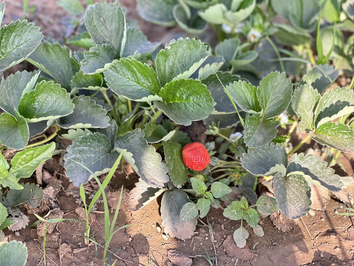 MdiOuedraogo's tweet photo. Des fraises à #Ouagadougou , produire au barrage de Boulmiougou, sortie Ouest de la capitale. On y rencontre des cultivateurs qui ne cessent de braver les difficultés pour gagner leur vie mais aussi pour se rendre utile. J’y étais ce matin pour faire des images pour vous. https://t.co/g53MJOkCAy