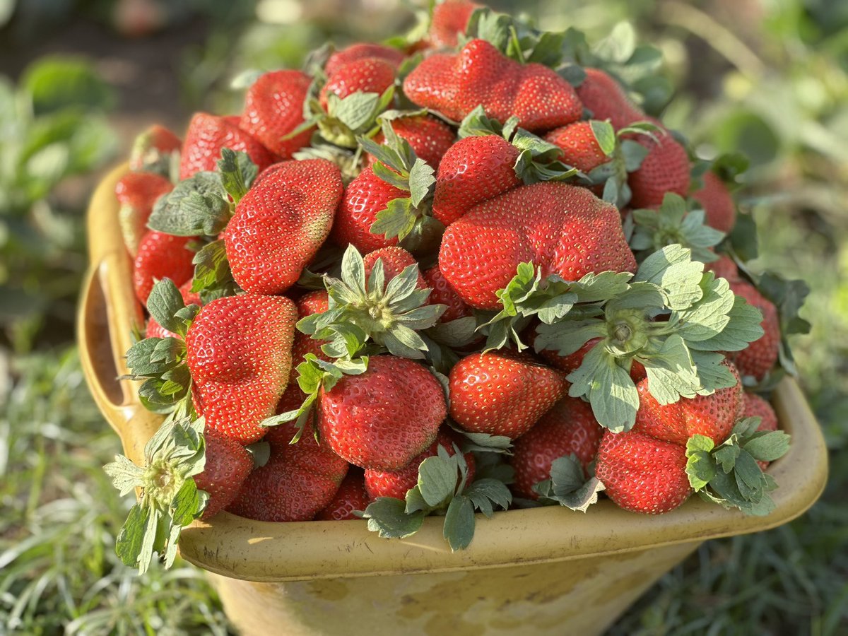 MdiOuedraogo's tweet photo. Des fraises à #Ouagadougou , produire au barrage de Boulmiougou, sortie Ouest de la capitale. On y rencontre des cultivateurs qui ne cessent de braver les difficultés pour gagner leur vie mais aussi pour se rendre utile. J’y étais ce matin pour faire des images pour vous. https://t.co/g53MJOkCAy