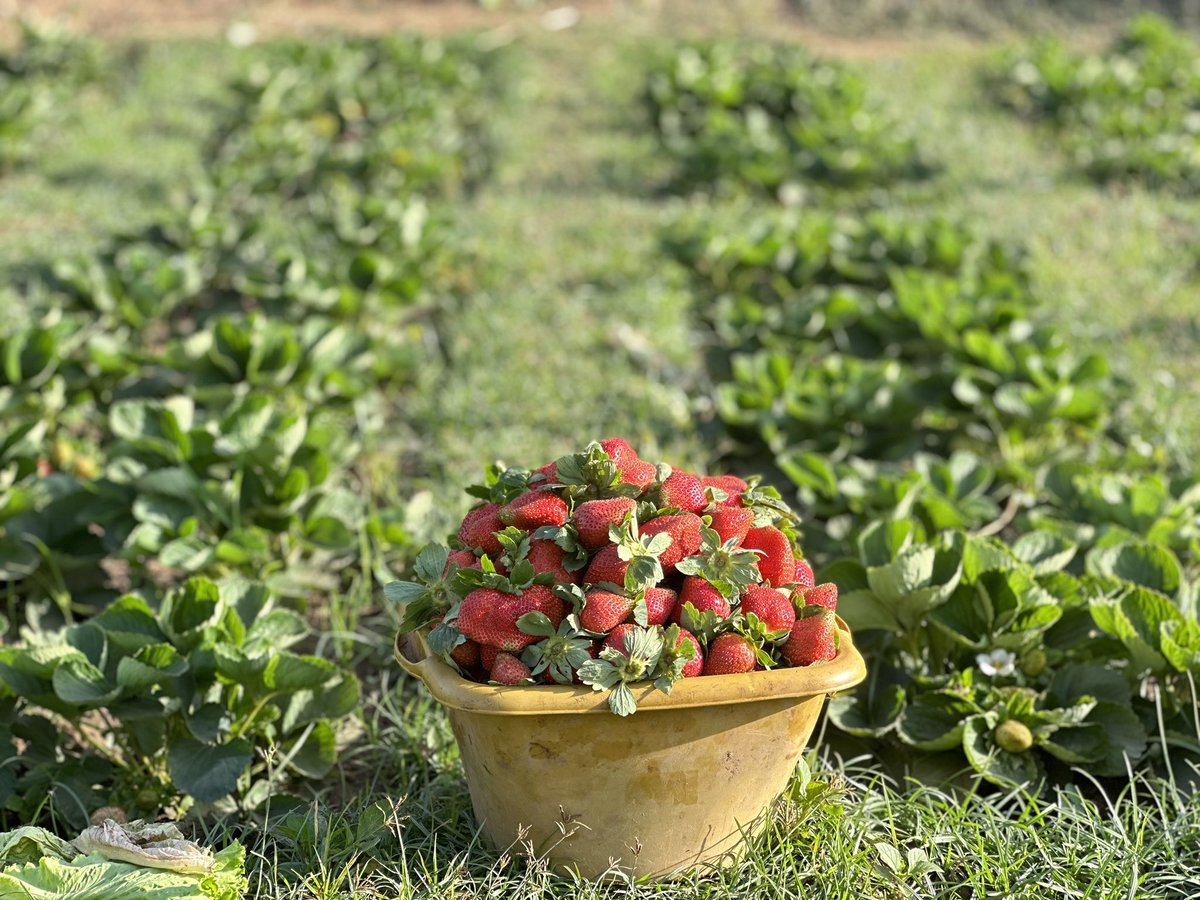 MdiOuedraogo's tweet photo. Des fraises à #Ouagadougou , produire au barrage de Boulmiougou, sortie Ouest de la capitale. On y rencontre des cultivateurs qui ne cessent de braver les difficultés pour gagner leur vie mais aussi pour se rendre utile. J’y étais ce matin pour faire des images pour vous. https://t.co/g53MJOkCAy