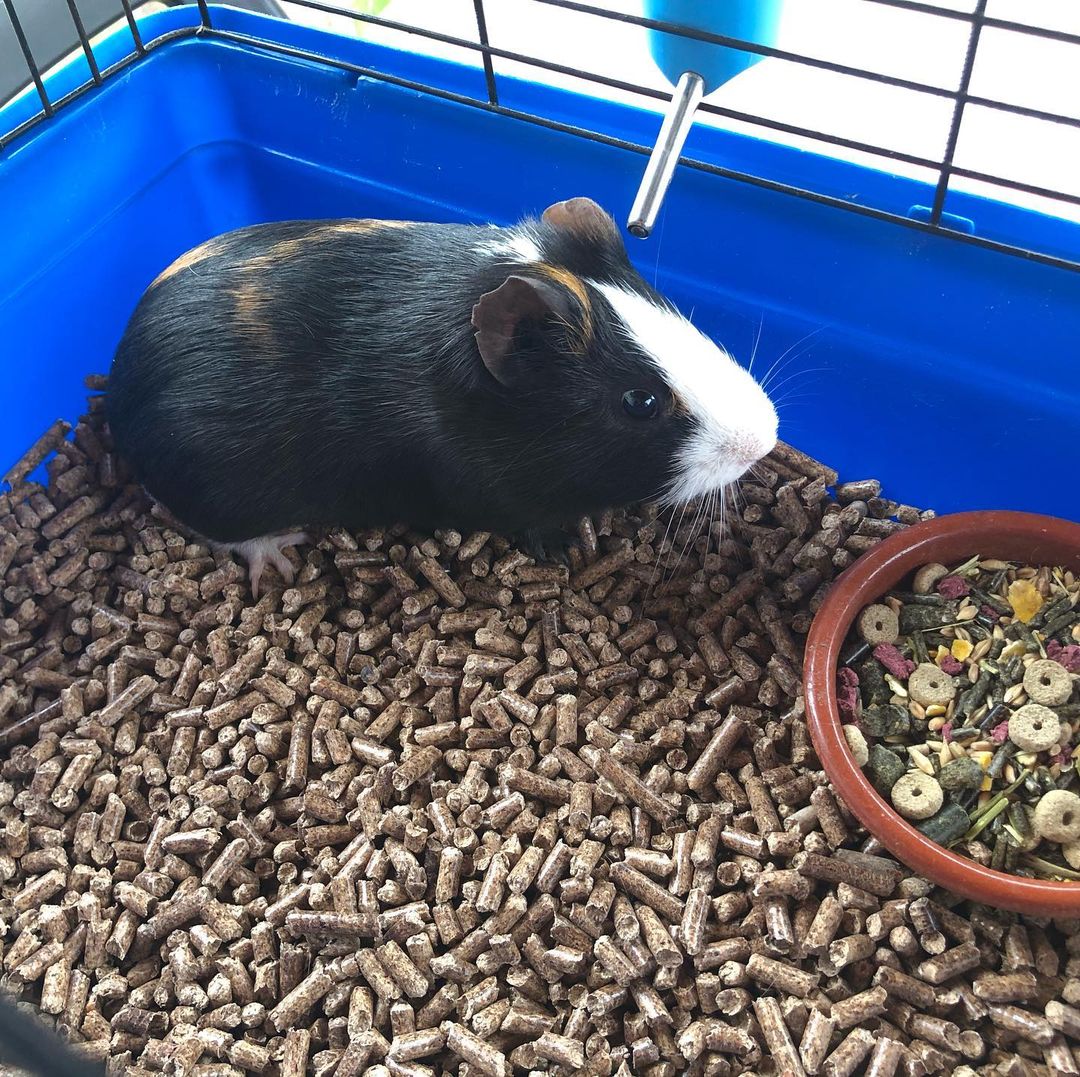 PelletsPremium's tweet photo. 🗣 Para elaborar el Vagalume Pellet Premium partimos de materia prima virgen de alta calidad para la elaboración de nuestros pellets, lo que permite que también se puedan utilizar como sustrato de cama para animales 👌��🔝
#Biomasa #pellets #bioenergia #energía  #ENplus #SURE https://t.co/T3IQZAJEZx