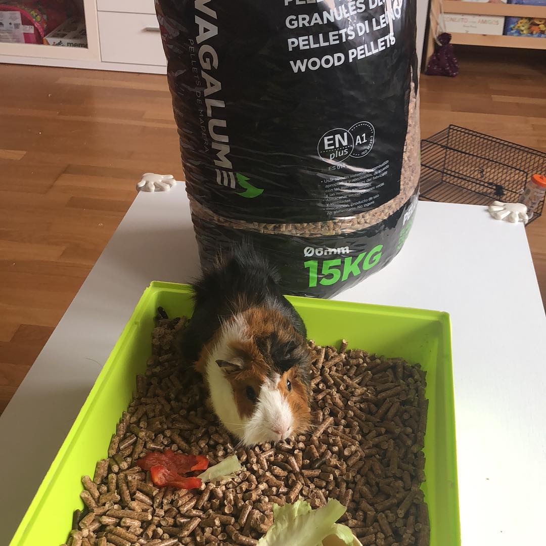 PelletsPremium's tweet photo. 🗣 Para elaborar el Vagalume Pellet Premium partimos de materia prima virgen de alta calidad para la elaboración de nuestros pellets, lo que permite que también se puedan utilizar como sustrato de cama para animales 👌��🔝
#Biomasa #pellets #bioenergia #energía  #ENplus #SURE https://t.co/T3IQZAJEZx