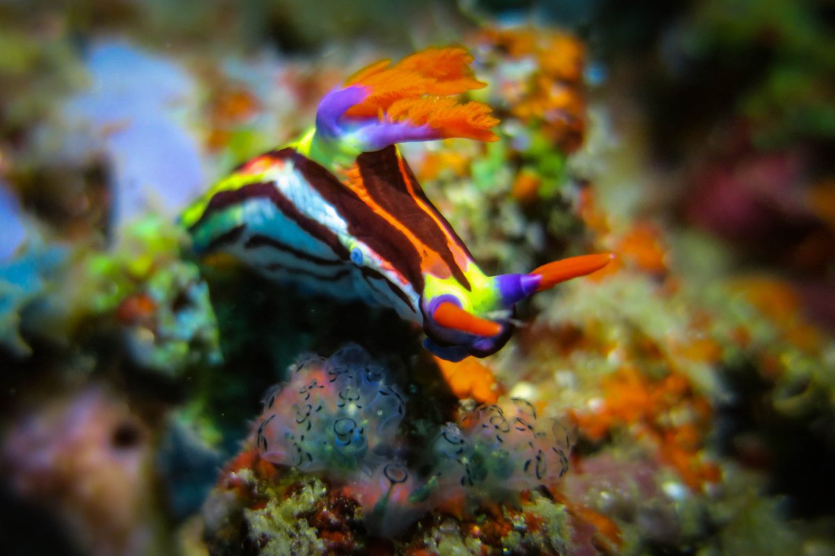 GN all. a little bit of underwater nudibranch color. 
#nudibranch #uwphoto #underwaterart