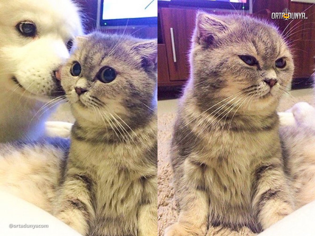 OrtaDunyaCom's tweet photo. Efendim, Gri Gandalf geliyor. Felaket tellalıdır. Onu istemeyiz. https://t.co/7luAcSp2bS