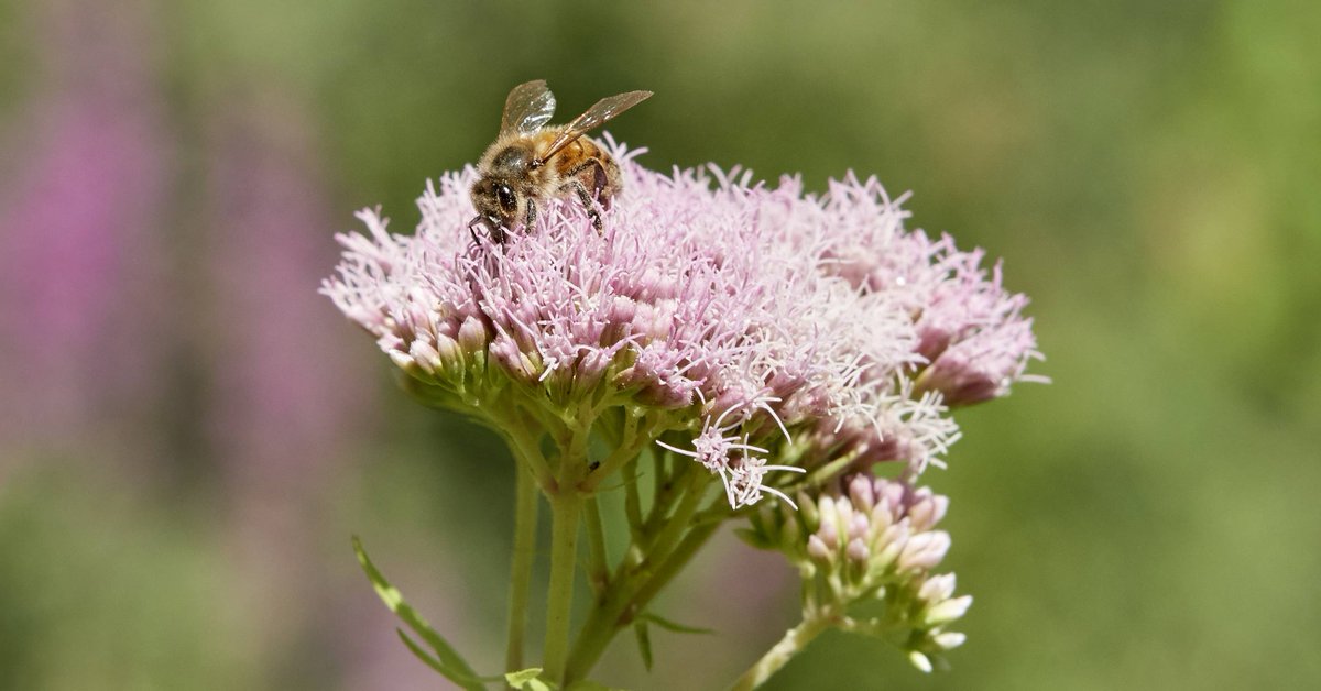 Happy #HeritageTreasures day! We’re joining in by celebrating these beautiful shots from our Wildlife Garden. The #UrbanNatureProject will see our Wildlife Garden extended and enhanced with @HeritageFundUK