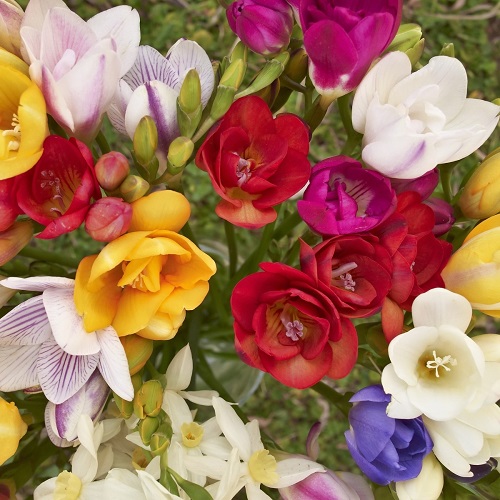 BeejwalaIndia's tweet photo. Buy Freesia Mix Color Flower Bulbs Pack
https://t.co/ggOvknigta

🎁 SPECIAL OFFER: Up to 90% off  
👉 Check Now: https://t.co/M88oG5zYsP
📦 Dispatch in 1 - 2 Days
#beejwala #Freesia #Flower_Bulb #garden #gardening' https://t.co/QaXb3EdAIM
