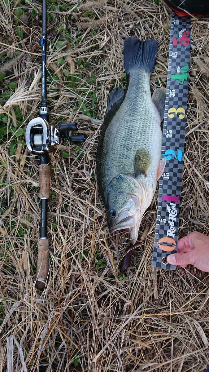 ay10310908's tweet photo. いつもの神のチ◯コで
今日は少し太いの釣れた🐟️

#deps #coverscat
#琵琶湖 #北湖東岸
#NL_EASTBANK
#神のチ_コ https://t.co/UlS2eXuwa1