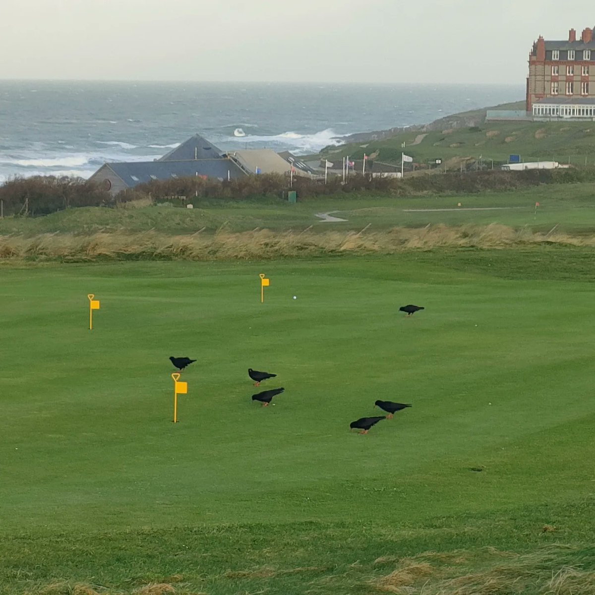 NewquayGC's tweet photo. Nice to see a flock of 6 Chough on the course this morning. Looks like they're finding plenty to feed on.

@cornishchoughs 
@marieathorngolf @golfenvawards

#linksgolf #Choughs #IPM #Biodiversity #rarespecies #rspb #clubcrest https://t.co/Lqge9YS3Sk