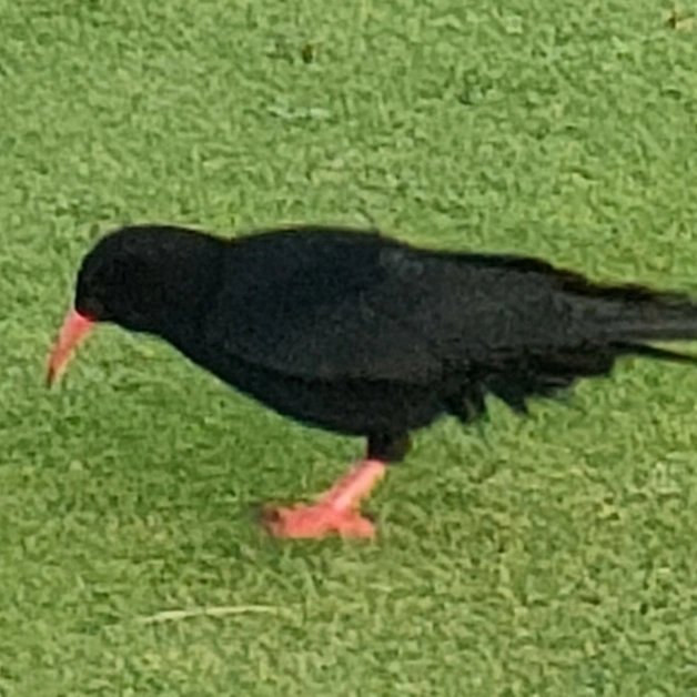 NewquayGC's tweet photo. Nice to see a flock of 6 Chough on the course this morning. Looks like they're finding plenty to feed on.

@cornishchoughs 
@marieathorngolf @golfenvawards

#linksgolf #Choughs #IPM #Biodiversity #rarespecies #rspb #clubcrest https://t.co/Lqge9YS3Sk