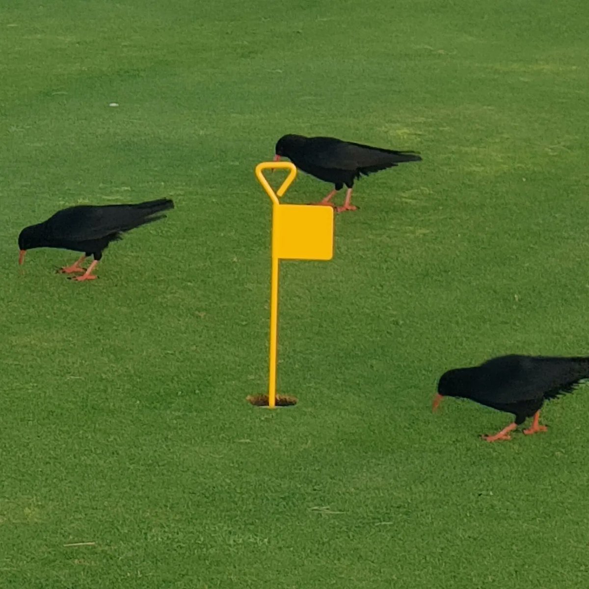 NewquayGC's tweet photo. Nice to see a flock of 6 Chough on the course this morning. Looks like they're finding plenty to feed on.

@cornishchoughs 
@marieathorngolf @golfenvawards

#linksgolf #Choughs #IPM #Biodiversity #rarespecies #rspb #clubcrest https://t.co/Lqge9YS3Sk