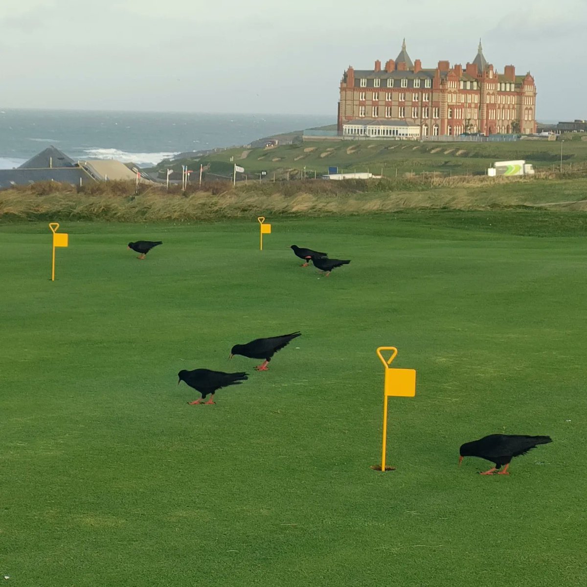 NewquayGC's tweet photo. Nice to see a flock of 6 Chough on the course this morning. Looks like they're finding plenty to feed on.

@cornishchoughs 
@marieathorngolf @golfenvawards

#linksgolf #Choughs #IPM #Biodiversity #rarespecies #rspb #clubcrest https://t.co/Lqge9YS3Sk