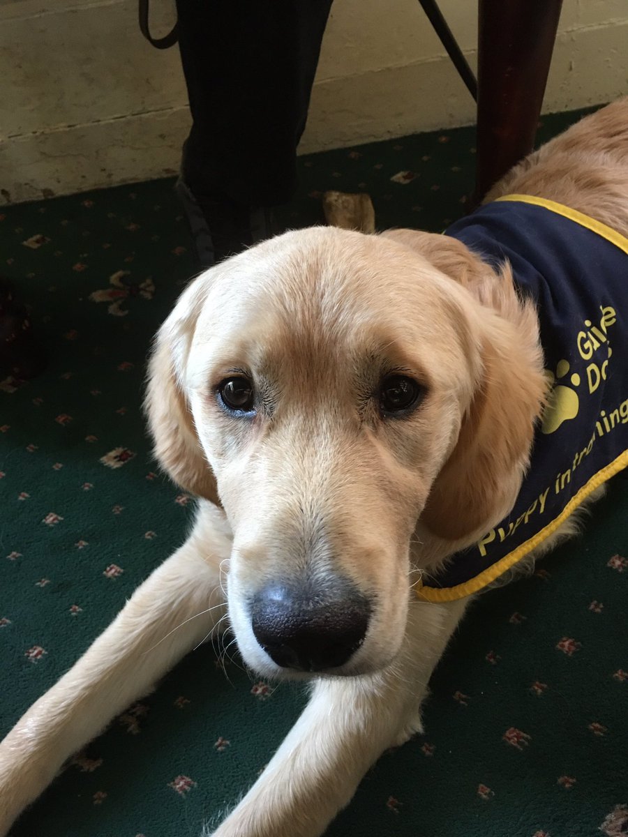 Katebizarre's tweet photo. @RadioX our guide dog puppy Arthur is off to advanced training today and we are doing our final goodbye can mum and I get a shout out 🙈 https://t.co/5LNibZgCBO