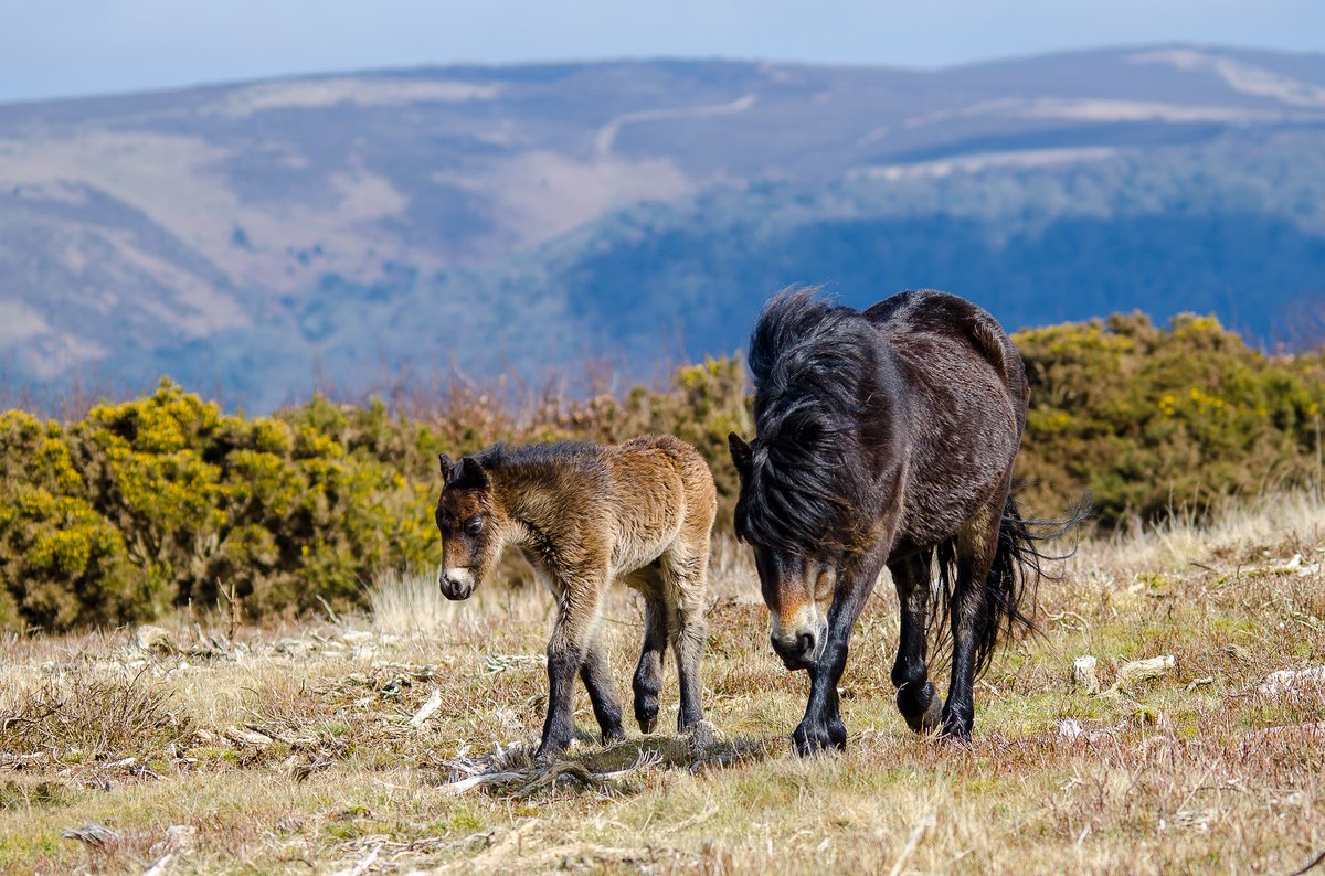 Thank you very much to <a href="/ONEmagdevon/">One Magazine</a> for the lovely article on the delights of #Exmoor National Park
one-mag.co.uk/go-here-exmoor…