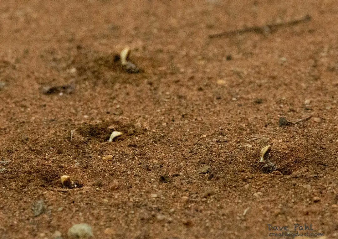 Termites are generally very busy little critters ... and, generally, one doesn't notice them, or what they're doing ... until you do.

#creatingdust #termites #naturephotography #insectsphotography #insectsofinstagram #lowveldliving #busylittlecritters #naturesarchitects