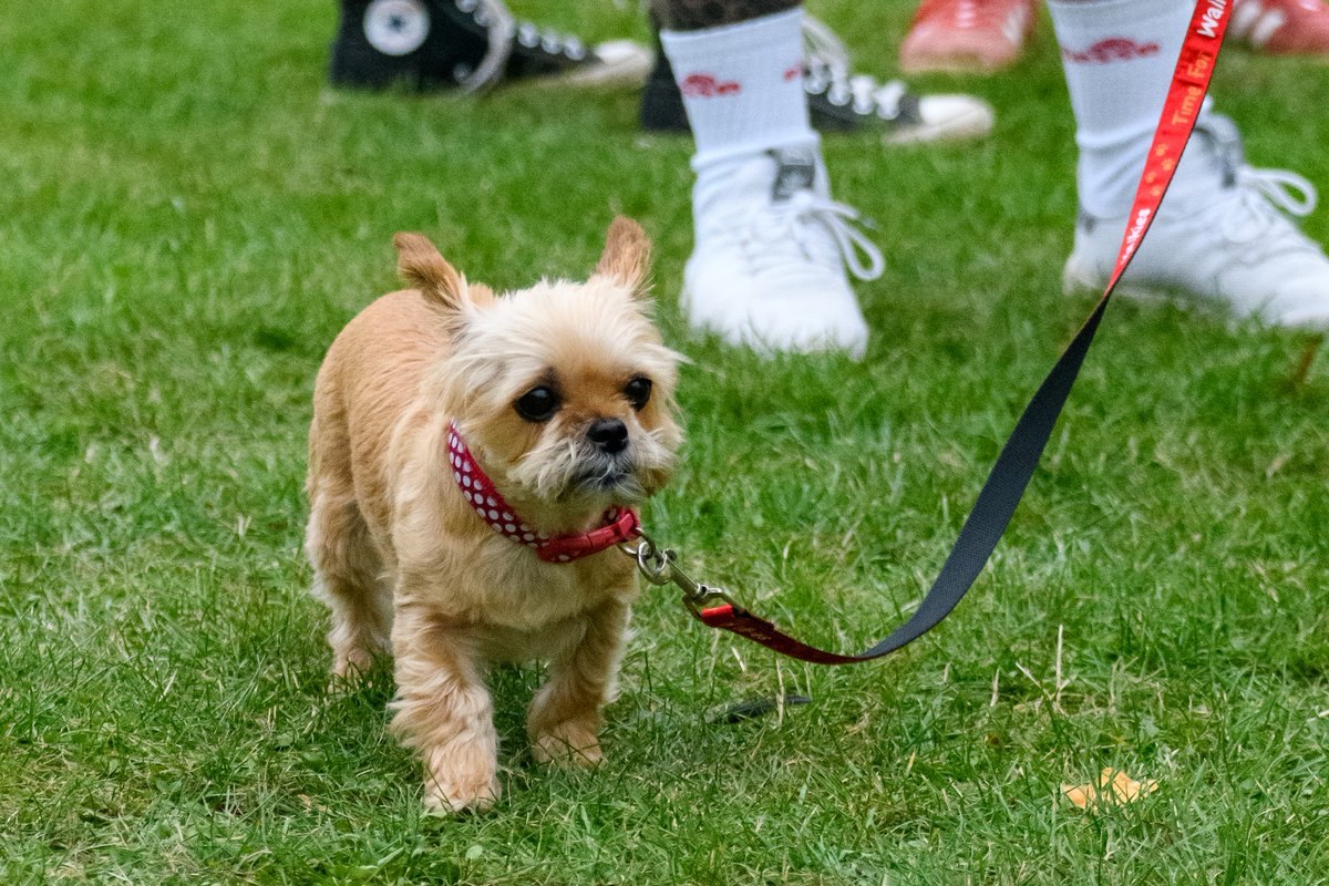 flybybars's tweet photo. Highlights from our 2022 Events
Our four legged friends have been the stars of our events
#flybybars #eventplanners #eventmanagement #streetfood #popupevent #corporateevents #taylormadeevent #corbypeoplemakeevents #localbusiness #nationalevents #newvision #LoveCorby https://t.co/JhkVrg7Wgo