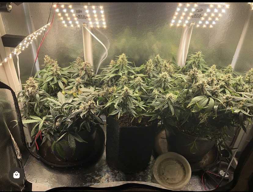 SuperGreenLab's tweet photo. Ditch the bulky, unsightly grow tents &amp; take control of your indoor garden with the #SuperGreenLab kit. Grow plants anywhere in your home, even in tight spaces like your living room. Discreet design keeps your green thumb a secret 🌱🌿 #IndoorGardening #Discreet #Fun #Plants https://t.co/TPzZ1tTm6n