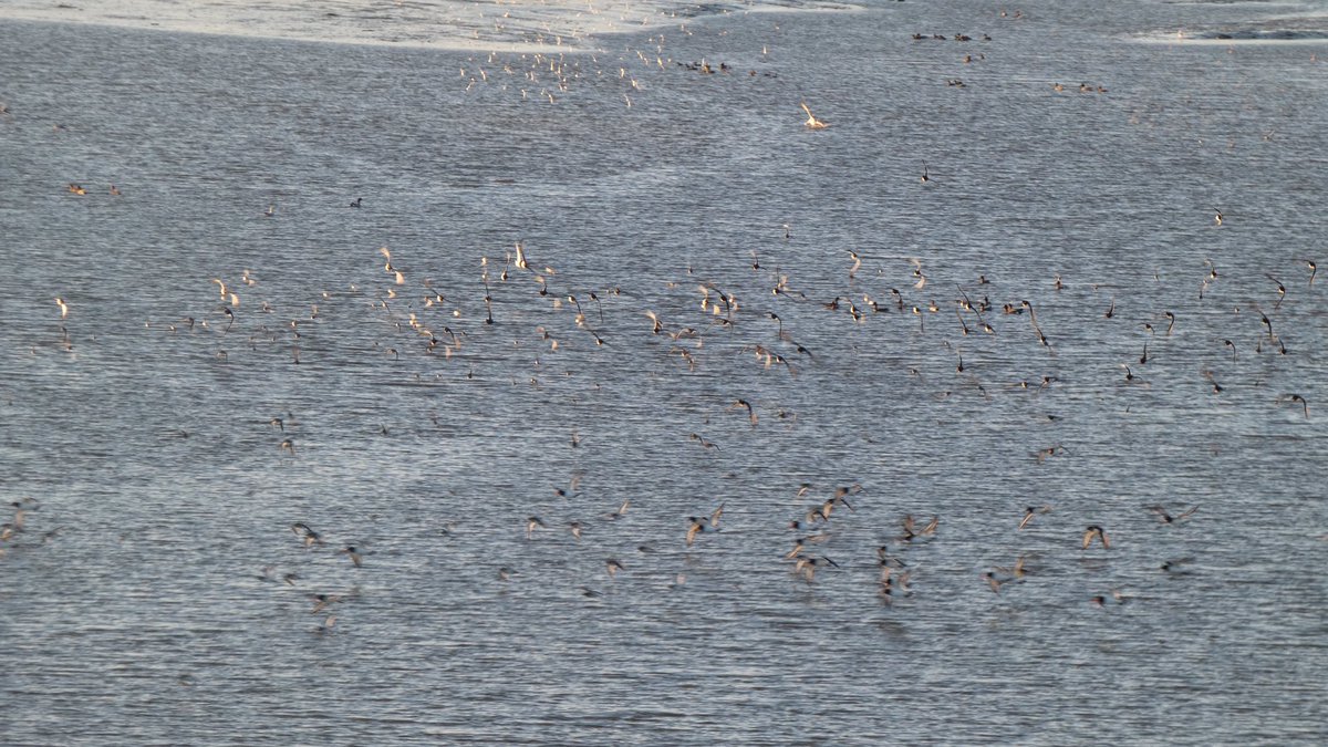 isitwineoclock's tweet photo. Recently had a trip to #Montrose (was looking for geese but it was a wild goose chase 😂) these little birds flew like shoals of fish but above the water. Anyone know what they are? #scotland #birdphotography #birdwatching https://t.co/NW4WkGYtiG