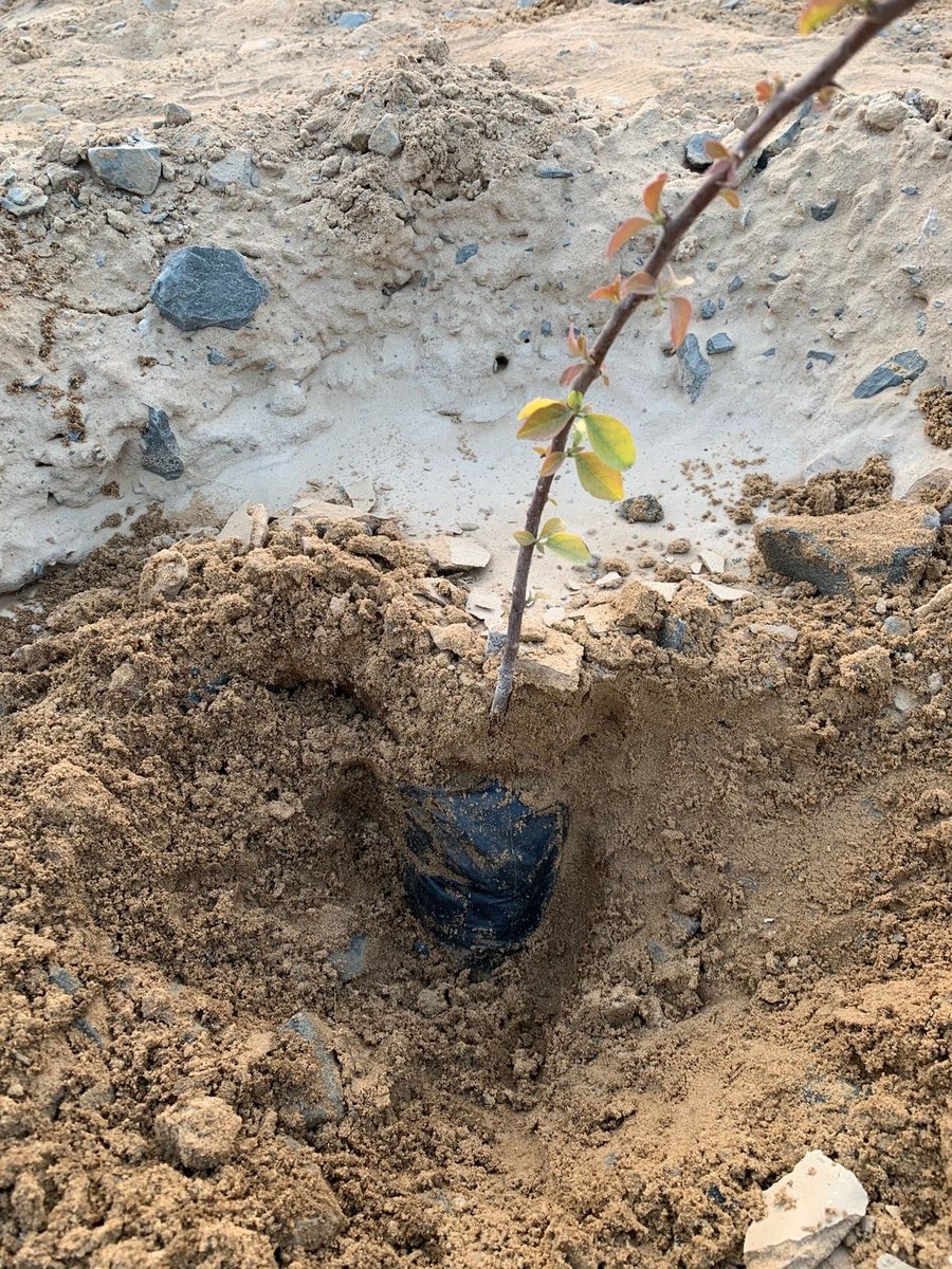 NatureWiFi's tweet image. @nitin_gadkari Sir, we want to stop this unethical practice of plantation on highways and came up with a new solution. 

#HealthonHighways
#SolutionforPollution
#DriveonGreenRoads
#NATUREWIFI