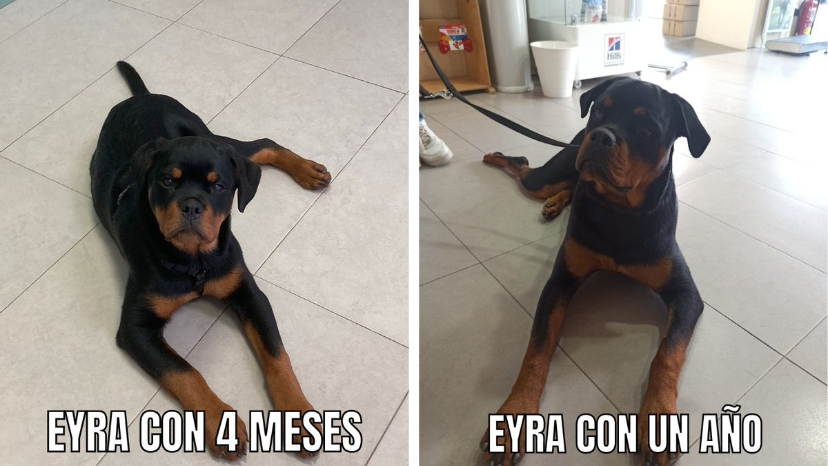 InnovaVet's tweet photo. Esta semana nos ha visitado la “pequeña” Eyra 🐶

Eyra nos visitó por primera vez en febrero con 3 meses y 11 kilos y ahora con un año se ha convertido en una gran Rottweiler de 41 Kilos. 😱 

¿Qué os parece el cambio? 😁😍 https://t.co/LQd0hmGxYW