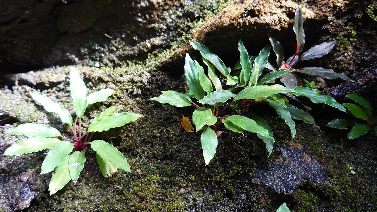 尚更蘭展行きたかったです😭